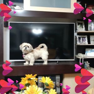 Meet your Posher, Rocio janet